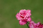 Dcim7003/DSC_6508
