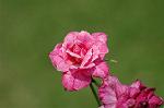 Dcim7003/DSC_6509