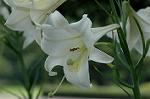 Dcim7003/DSC_6514
