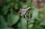 Dcim7003/DSC_6530