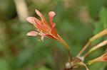 Dcim7003/DSC_6538