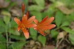Dcim7003/DSC_6562