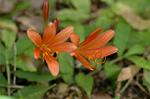 Dcim7003/DSC_6566