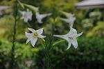 Dcim7004/DSC_5423
