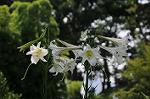 Dcim7004/DSC_5425