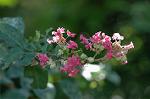 Dcim7024/DSC_6650