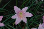 Dcim7026/DSC_6920