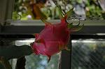 Dcim7027/DSC_7248