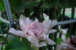 Dcim7027/DSC_7260