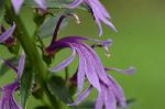 Dcim7068/DSC_7972