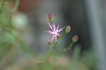 Dcim7068/DSC_7986