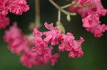Dcim7068/DSC_7988
