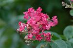 Dcim7068/DSC_7989