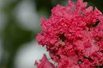 Dcim7068/DSC_7991