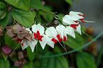 Dcim7069/DSC_8199