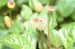 Dcim7069/DSC_8207