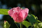 Dcim7074/DSC_8247