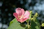 Dcim7074/DSC_8251