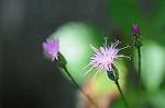 Dcim7079/DSC_0782