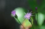 Dcim7079/DSC_0783