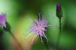 Dcim7079/DSC_0786