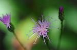 Dcim7079/DSC_0787