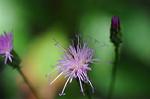 Dcim7079/DSC_0788