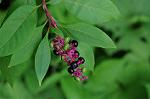 Dcim7079/DSC_0791
