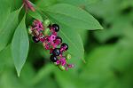 Dcim7079/DSC_0792