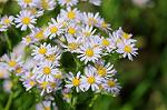 Dcim7079/DSC_0823