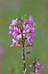 Dcim7079/DSC_0825