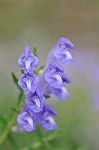 Dcim7079/DSC_0870