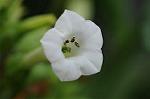 Dcim7079/DSC_0872