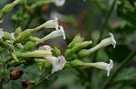 Dcim7079/DSC_0873