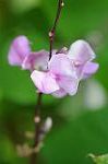 Dcim7079/DSC_0887