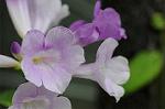 Dcim7080/DSC_1003