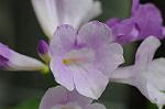 Dcim7080/DSC_1004