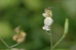 Dcim7088/DSC_8366