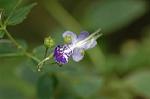 Dcim7088/DSC_8452