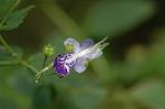 Dcim7088/DSC_8454