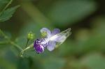 Dcim7088/DSC_8458