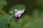 Dcim7088/DSC_8468
