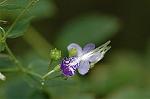 Dcim7088/DSC_8469