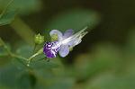 Dcim7088/DSC_8470