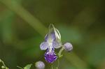 Dcim7088/DSC_8479