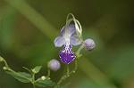 Dcim7088/DSC_8481
