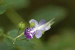 Dcim7088/DSC_8485