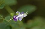 Dcim7088/DSC_8492