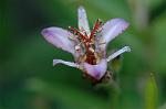 Dcim7102/DSC_8499