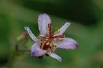 Dcim7102/DSC_8515